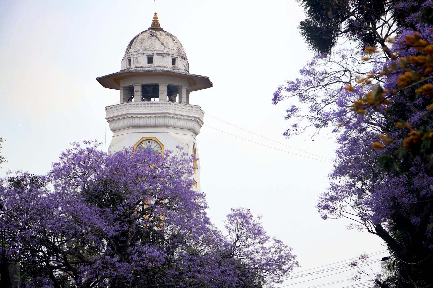 Jacaranda blossoms000071682661700.jpg